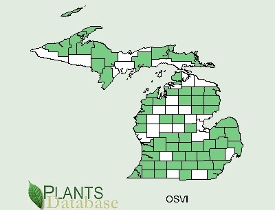 200602 Hop-Hornbeam tree (Ostrya virginiana) - USDA MI Distribution Map.jpg